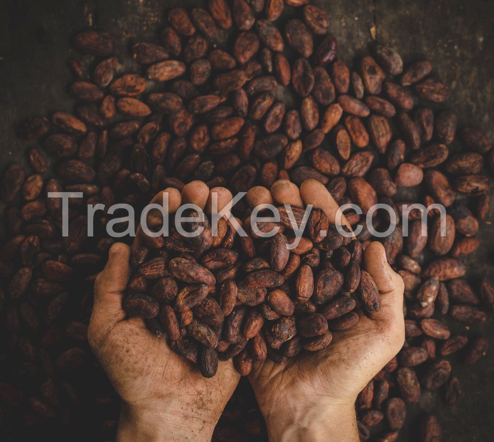 Cocoa Beans