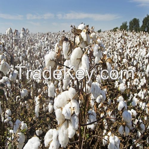 Natural Cotton Fibre Supplier