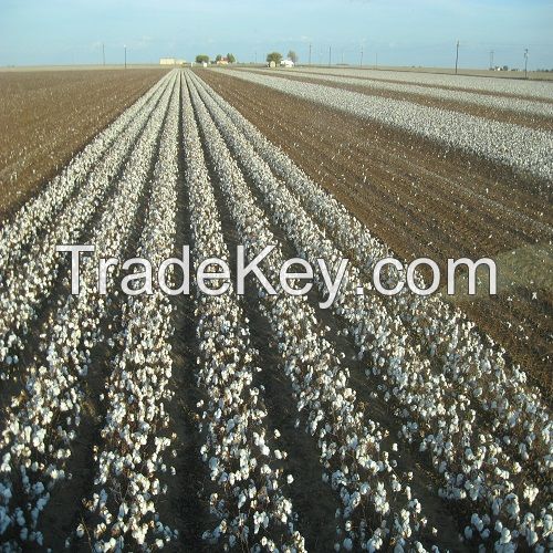 Natural Cotton Fibre Supplier