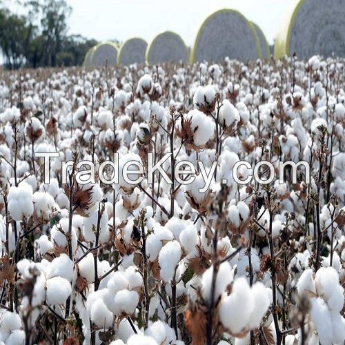 Natural Cotton Fibre Supplier