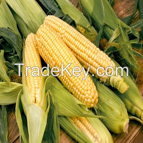 Wholesale Suppliers of Yellow Corn/ corn