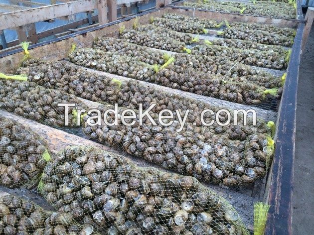 2021 Sales Cheapest price arrival Fresh African Giant Snails/Frozen, Dried & Alive Snails, GIANT AFRICAN SNAILS Discount price