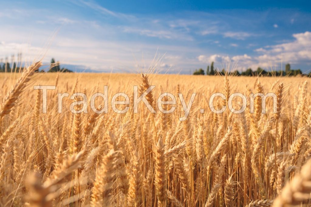 White Soft and Hard Wheat Grains for Sale