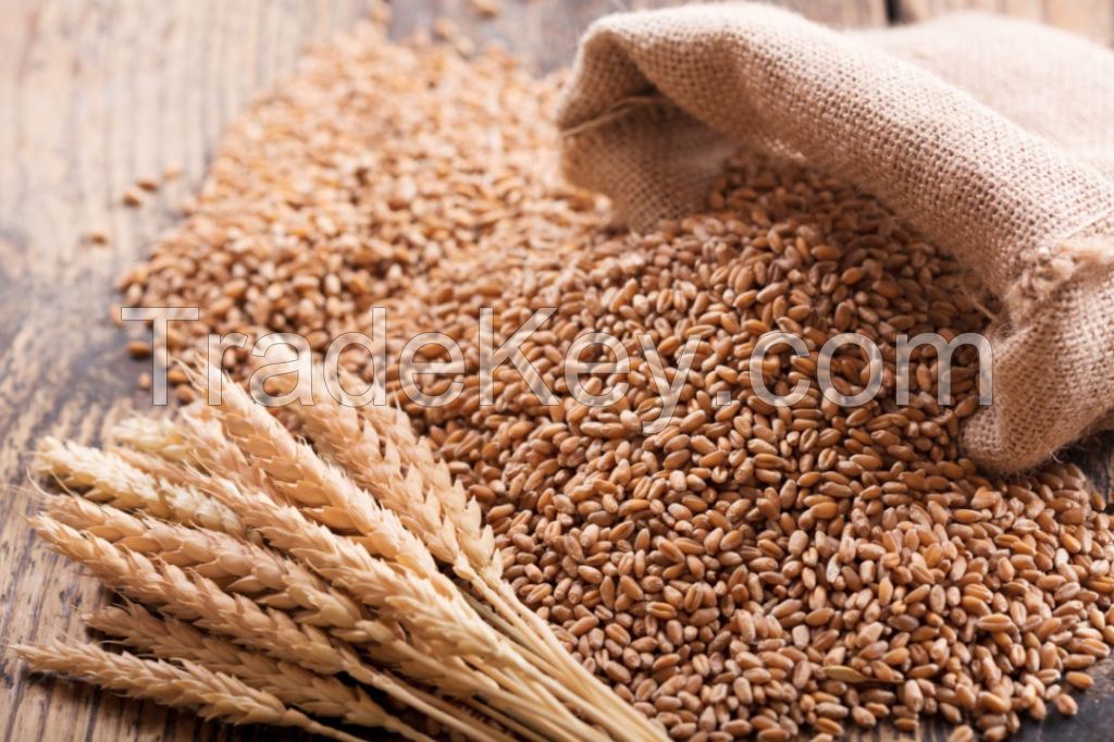 White Soft and Hard Wheat Grains for Sale