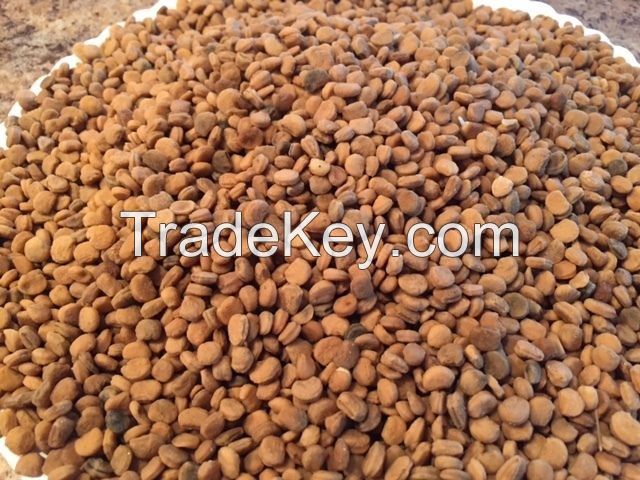 1000 American Ginseng Seeds-Stratified 2021 Ready to Plant Now