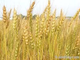 Golden Wheat Grain