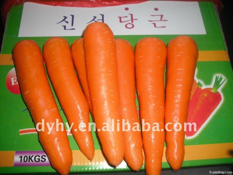 fresh carrot