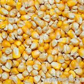 YELLOW CORN GRADE 2