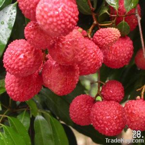 Litchi, Lychee