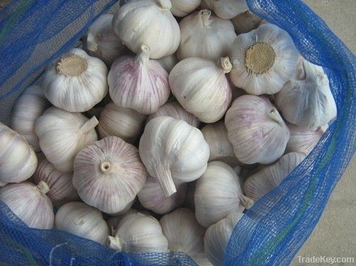 professional exporter of garlic