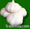 Pure white garlic