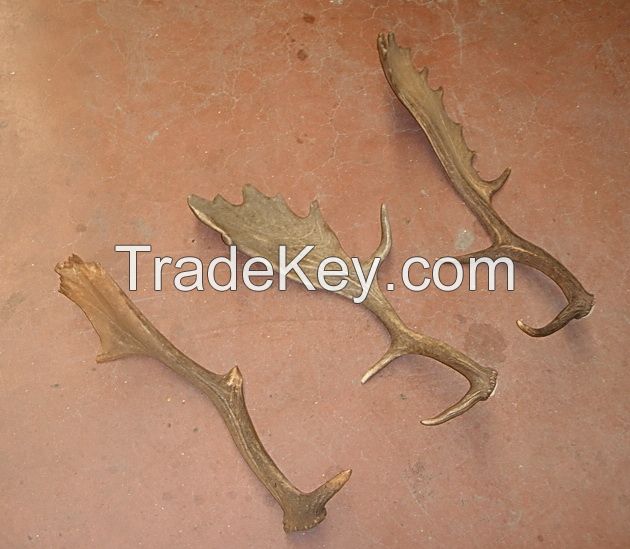 Fallow Deer Antlers