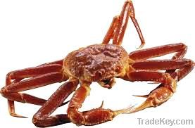Live Snow Crab(Chionoecetes Opilio)