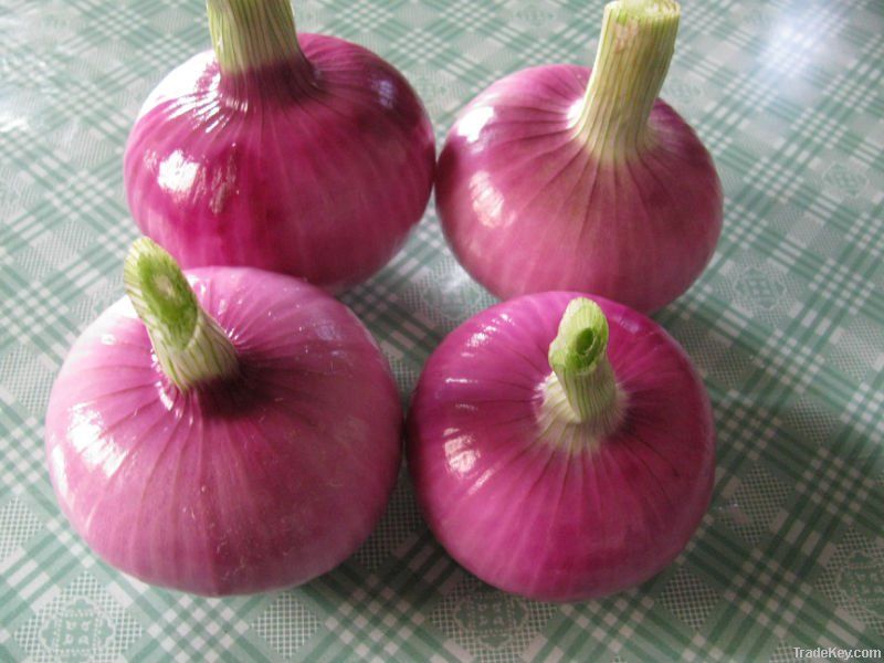 Chinese fresh red onion
