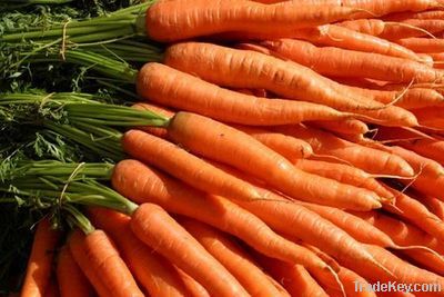 red fresh carrot
