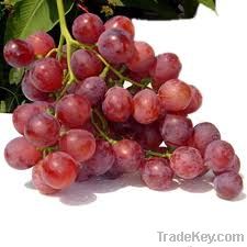 Fresh Red Globe Grape