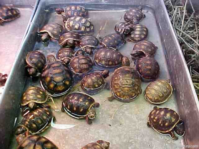 Tortoises & Turtles for Sale.