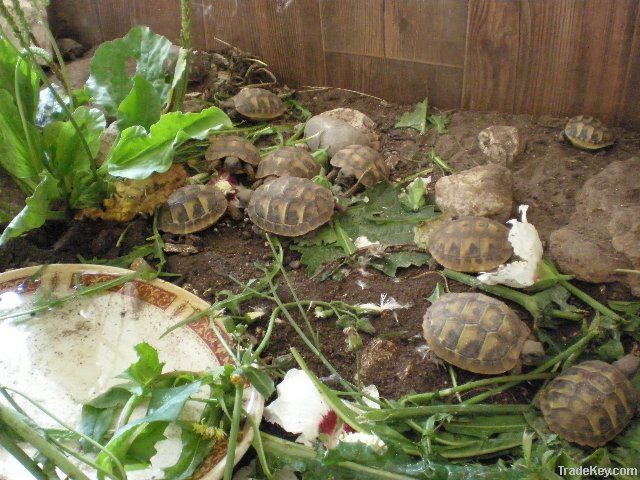 Tortoises & Turtles For Sale.