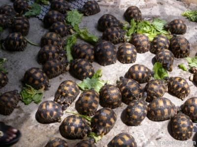 Tortoises & Turtles For Sale.