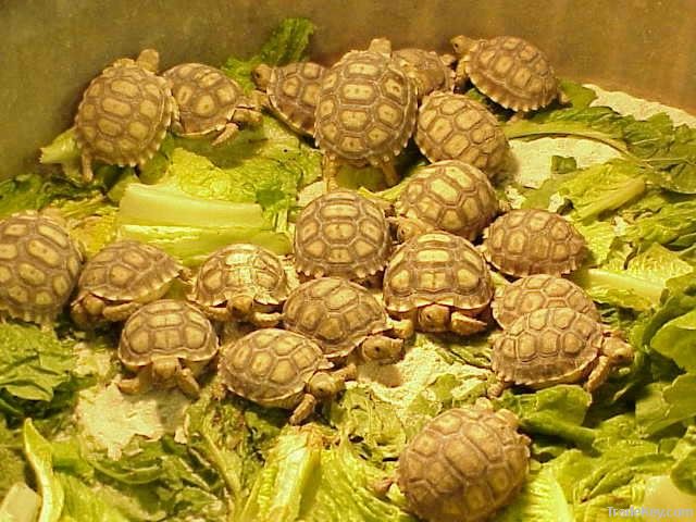 Tortoises/Turtles