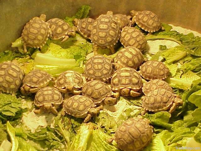 Tortoises and Turtles Available