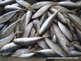 Frozen Horse Mackerel Fish