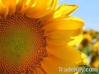 RBD Sunflower Oil