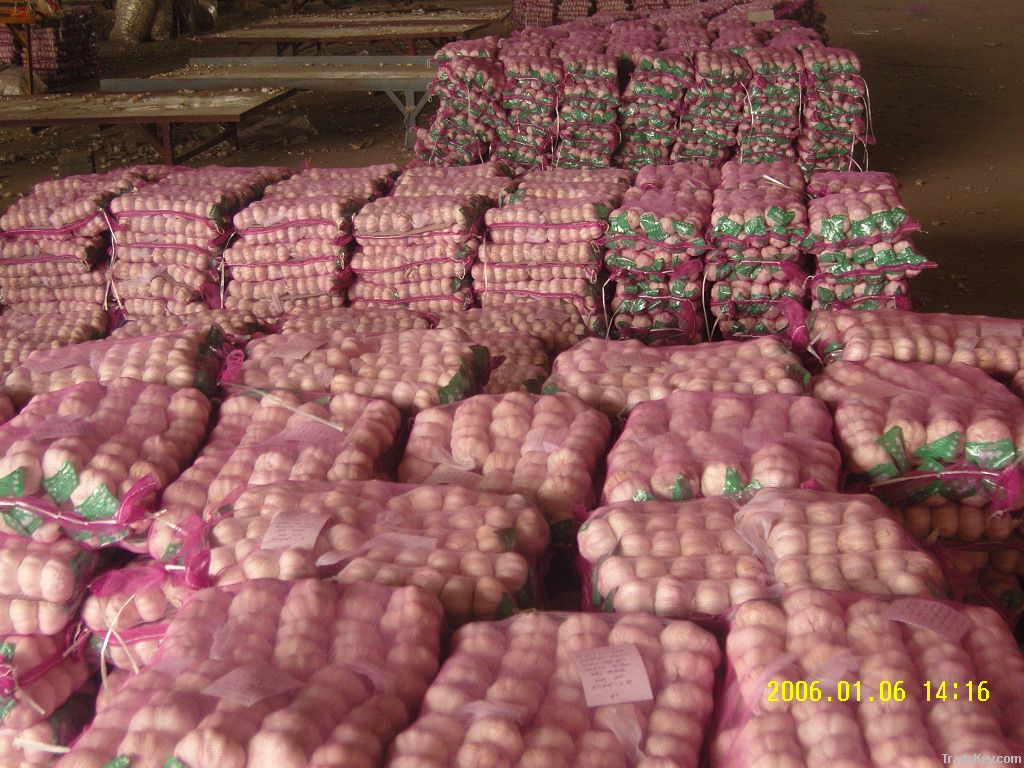 China fresh garlic with best price different sizes