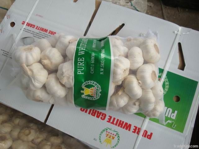China fresh garlic with best price different sizes
