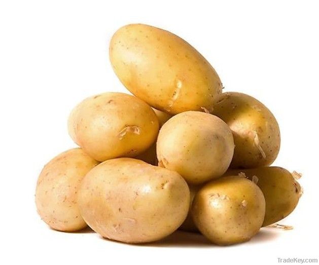 Hot sell 2012 new arrival Holland potato from china