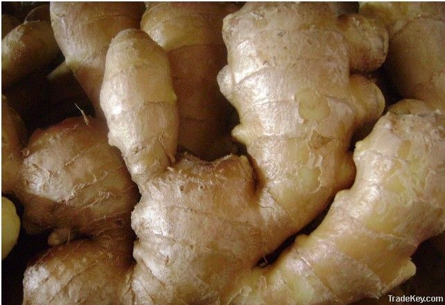 China fresh ginger, fresh ginger, 150g up fresh ginger