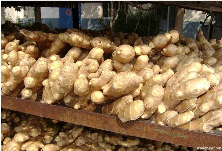 China fresh ginger, fresh ginger, 150g up fresh ginger