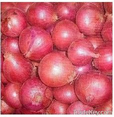 2014 fresh onion