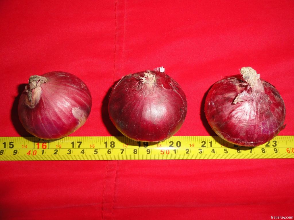 2014 fresh onion