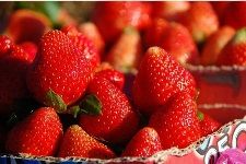 Festival strawberries