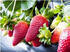 Fortuna strawberries