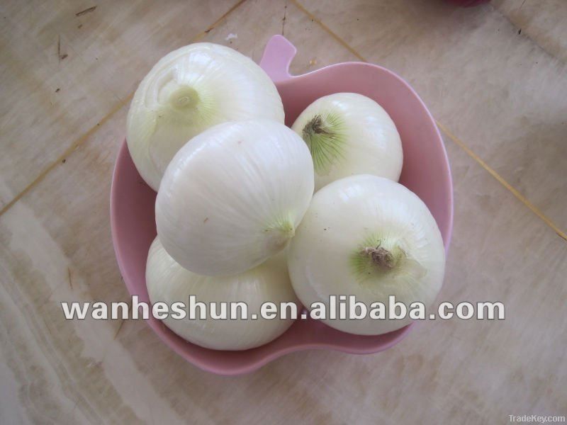 Fresh peeled white onion of 2012