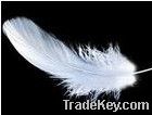 goose feather, goose nageories,