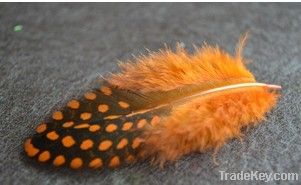 pheasant feather, hen narrow collared pheasant feather