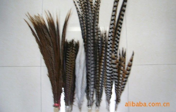 pheasant tail, golden pheasant tail, silver pheasant tail,