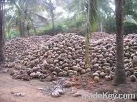 indain fresh pollachi coconut export