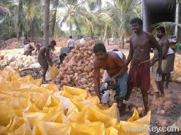 indain fresh pollachi coconut export