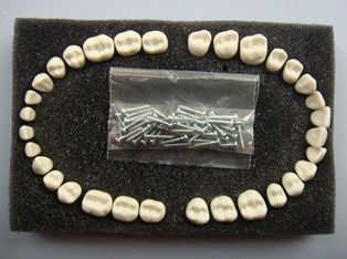 dental student experiment teeth
