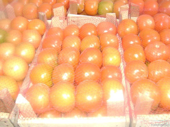 fresh tomatoes