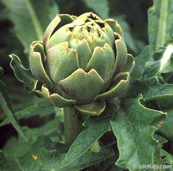 artichoke