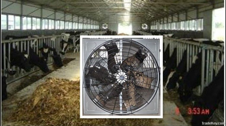 cow fan