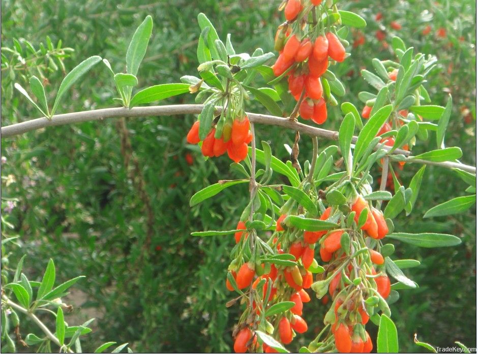 Goji berries