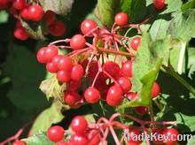 Cranberry (Bilberry) Powder Extracts