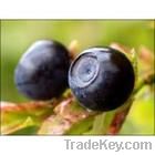 Bilberry Powder Extracts