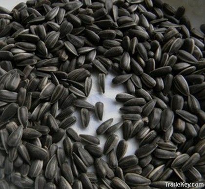 Oil Sunflower Seed 562